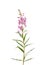 Fireweed (Epilobium angustifolium)