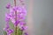 Fireweed (Epilobium angustifolium)