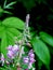 Fireweed. Field flower. Summer.