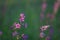 Fireweed field plant with pink flowers