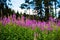 Fireweed field in sunset light