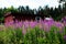 Fireweed field in sunset light