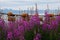 Fireweed with Fishing Net and Floats