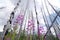 Fireweed flowers