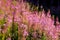 Fireweed Flowers are blooming in the carpathian forest