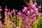 Fireweed Flowers are blooming in the carpathian forest