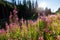 Fireweed Flowers are blooming in the carpathian forest