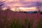 Fireweed flowers under purple sunset sky