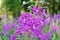 The fireweed growing in the forest