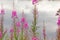 Fireweed grows on the waterfront