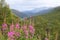 Fireweed in Jotunheimen, Norway