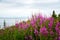 Fireweed and lake in Alaska