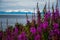 Fireweed and lake in Alaska