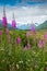 Fireweed and lake in Alaska