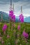 Fireweed and lake in Alaska