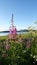 Fireweed at Lake Hornavan near Arjeplog in summer in Lapland, Sweden