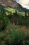 Fireweed & mountain