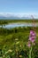 Fireweed in the mountains of Alaska