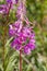 The Fireweed plant