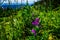 Fireweed, a purple Wild Flowers on Tod Mountain