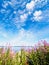 Fireweed on the shore