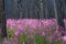 Fireweed wildflowers in a burnt forest