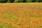 Firewheel flowers field