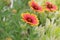 Firewheel flowers growing in the green field