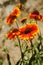 Firewheel flowers in sunlight,Lamayuru,Ladakh, India