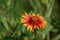 Firewheel (Gaillardia pulchella)