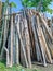 firewood being dried in the yard with vertical arrangement with selective focus