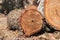 Firewood, closeup photo of birch chocks