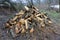 Firewood heap in forest