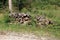 Firewood prepared for winter abandoned during war and left to be overgrown with crawler plants and high uncut grass next to gravel