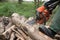 Firewood saws with a chainsaw