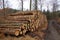 Firewood Stack of freshly felled trees