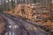 Firewood Stack of freshly felled trees