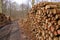 Firewood stacks in the early spring in March