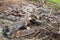 Firewood, Woodpile of freshly chopped pine