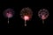 Firework