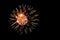 Firework exploding within another firework in Grand Rapids Michigan