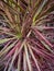 Fireworks Pennisetum Plant Fountain Grass