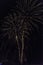 Fireworks shaped palm tree in the sky at night