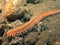 Fireworm on rocks and sand with red sponge underwater while scuba diving in the mediterranean