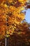 Firey-colored fall foliage stands against blue sky in New England