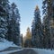 Firs Covered by the Snow in Apls Mountains in the North of Italy in Winter taken by the inside of a Car