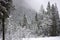 The firs in the forest covered by snow while the snow still falls