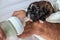 First aid for a newborn puppy, feeding with formula