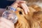 First aid with water bottle on dogs eyes