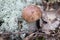 The first autumn mushrooms on a white moss